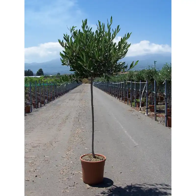 Olea europaea - olivo