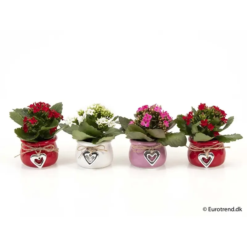 Composizione Fiorita Vaso 10 cm