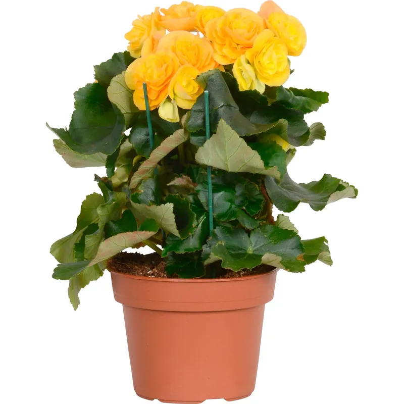 Begonia "Elatior" giallo Ø 14 cm