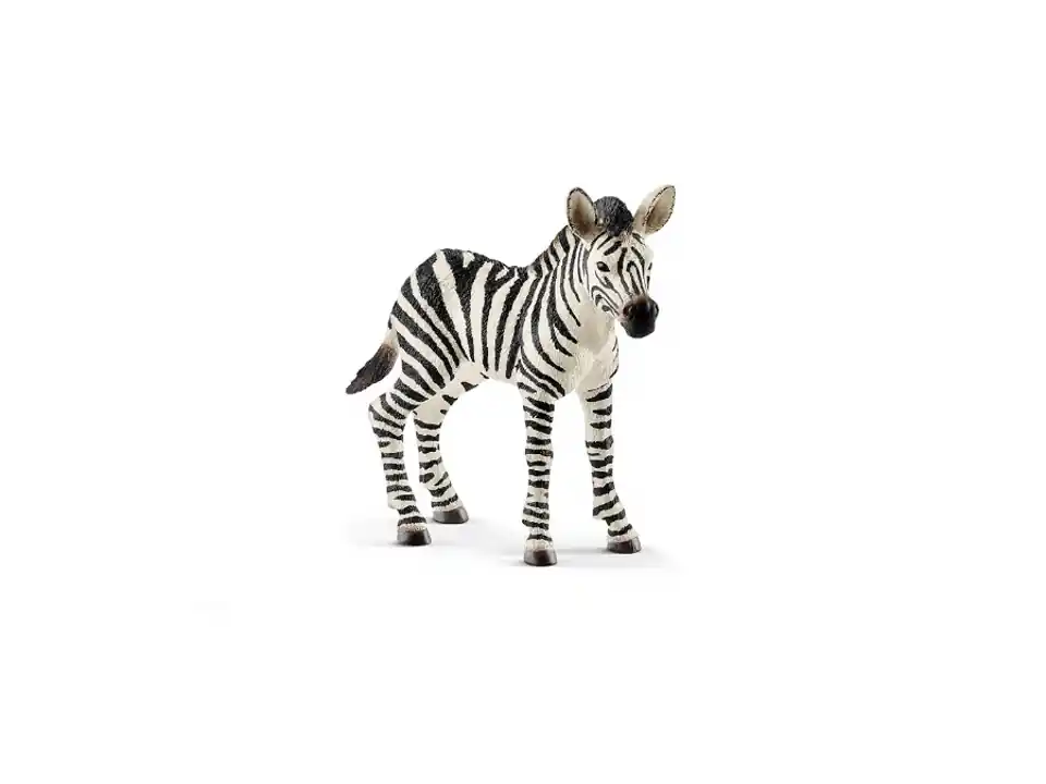 Puledro di zebra