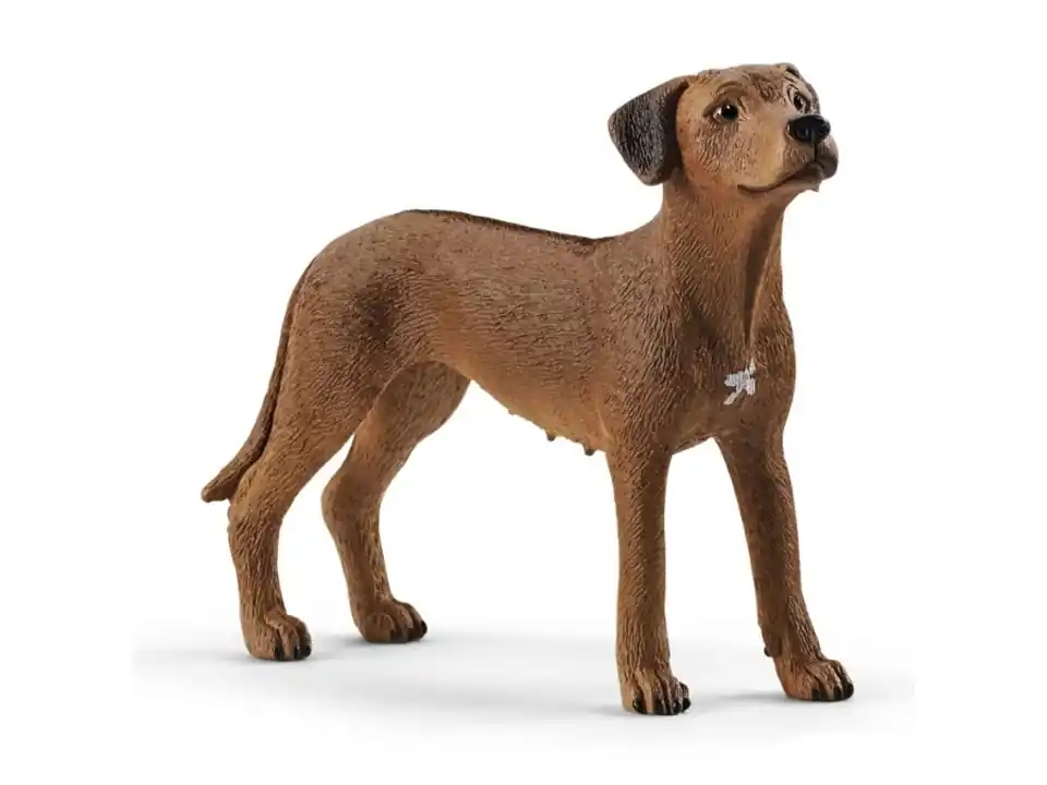 Rhodesian ridgeback