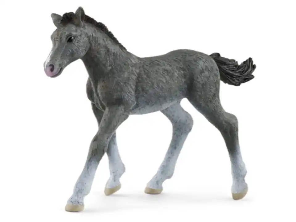 Trakehner foal new 1-2022