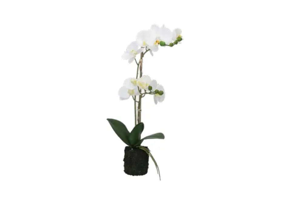Veronica, zolla con orchidee bianco m